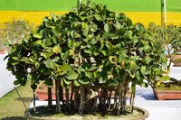 W&uuml;rgerfeige (Ficus benghalensis)