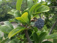 Zuckersack (Annona squamosa)