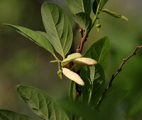 Zuckersack (Annona squamosa)