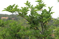 Zuckersack (Annona squamosa)