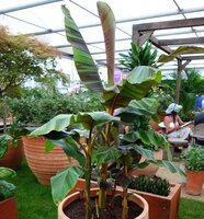 Rotgestreifte Darjeeling-Banane (Musa sikkimensis 'Red Flash')