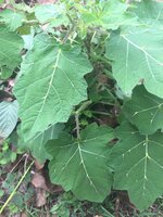 Teppelfrucht (Solanum mammosum)