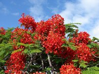 Flammenbaum (Delonix regia)