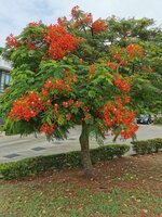 Flammenbaum (Delonix regia)
