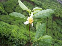 Teepflanze (Camellia sinensis)