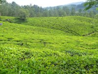 Teepflanze (Camellia sinensis)