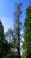 Riesen-Eukalyptus (Eucalyptus regnans)