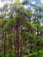 Riesen-Eukalyptus (Eucalyptus regnans)