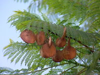 Blauer Jacaranda (Jacaranda mimosifolia)