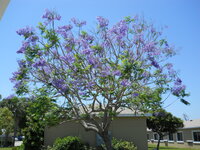 Blauer Jacaranda (Jacaranda mimosifolia)