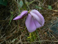 Jackbohne (Canavalia ensiformis)