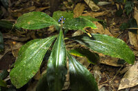 Marmorbeere (Pollia condensata)