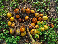 Alraune (Mandragora officinarum)