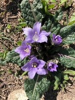Alraune (Mandragora officinarum)