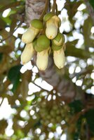 Durian (Durio zibethinus)