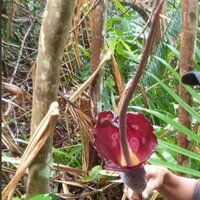 Aronstab (Amorphophallus sp. 'Sulawesi')