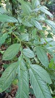 Aronstab (Amorphophallus sp. 'Sulawesi')