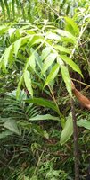 Aronstab (Amorphophallus sp. 'Sulawesi')