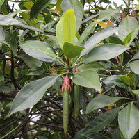 Orientalische Mangrove (Bruguiera gymnorhiza)