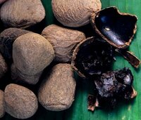 Fu&szlig;ballfrucht (Pangium edule)