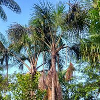 Moriche-Palme (Mauritia flexuosa)