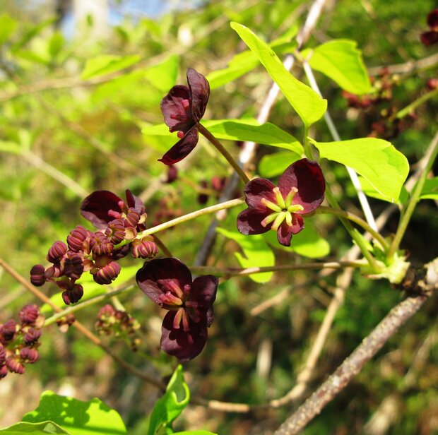 Dreibl&auml;ttrige Schokoladenranke (Akebia trifoliata)