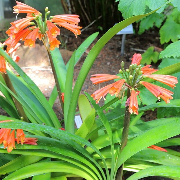 Sumpfklivia (Clivia robusta)