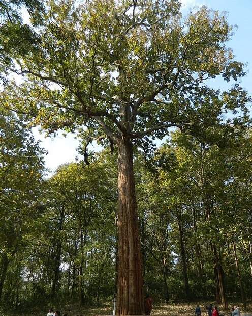 Teak (Tectona grandis)