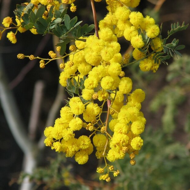 Mudgee-Akazie (Acacia spectabilis)