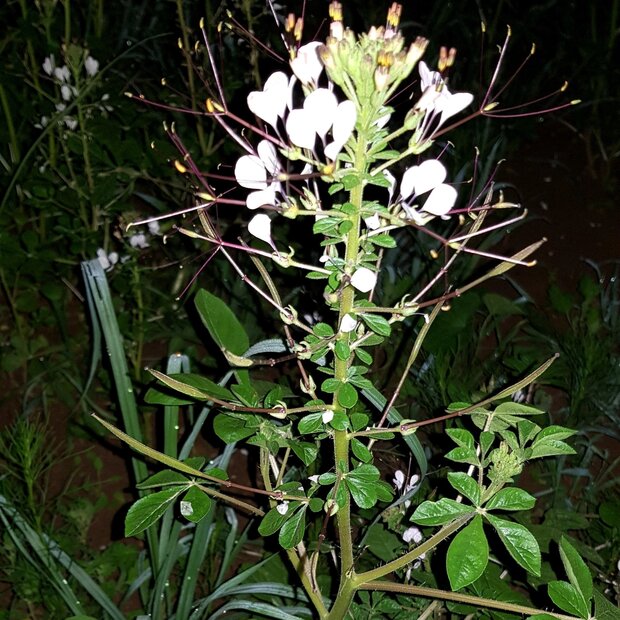 Afrikanische Spinnenblume (Cleome gynandra)
