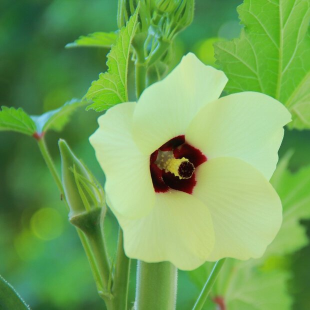 Okra (Abelmoschus esculentus)