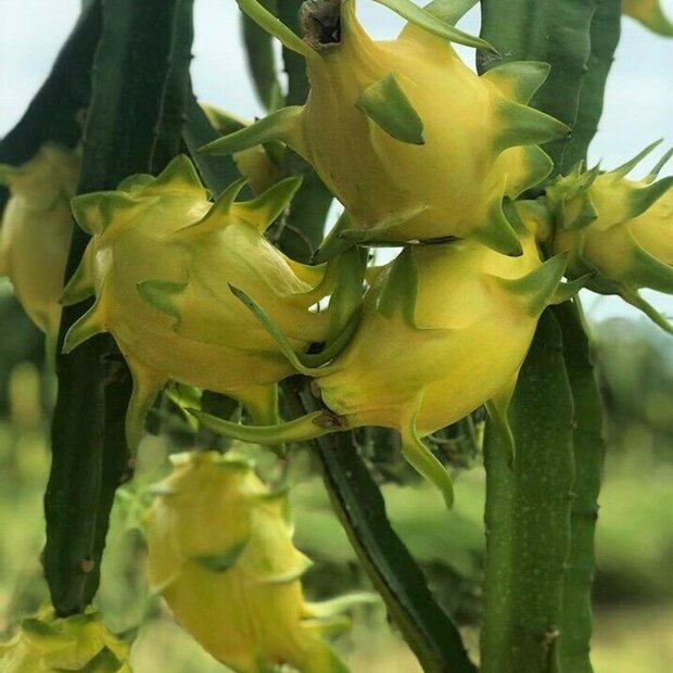 Gelbe Pitahaya (Hylocereus megalanthus)