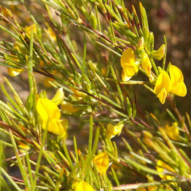 Rooibos (Aspalathus linearis)
