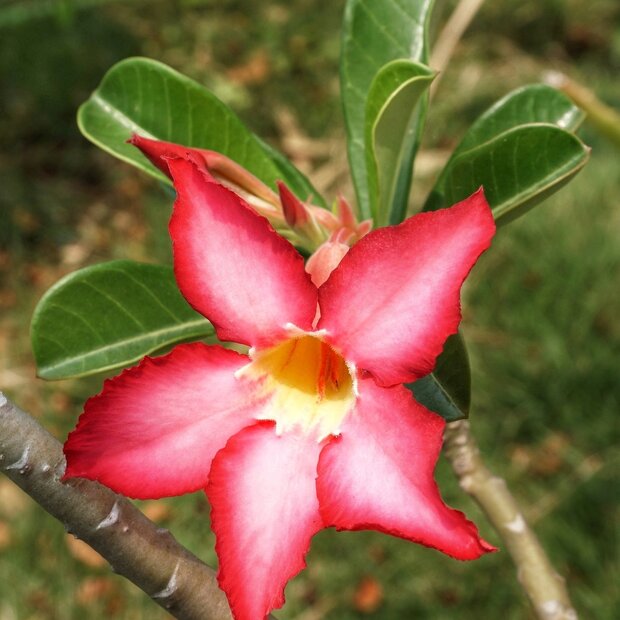 W&uuml;stenrose (Adenium obesum)