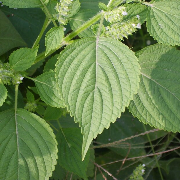 Koreanische Perilla (Perilla frutescens)
