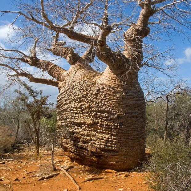 Fony-Baobab (Adansonia rubrostipa)