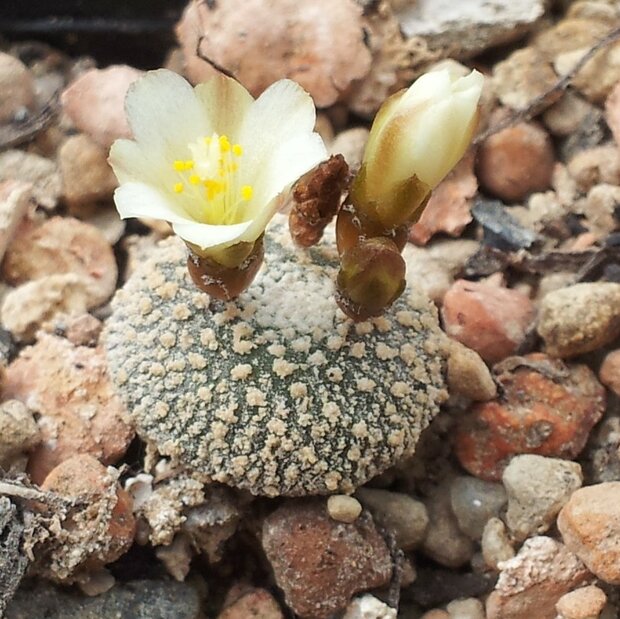 Blossfeldia (Blossfeldia liliputana)