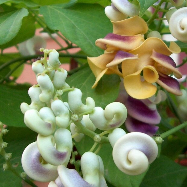 Schneckenblume (Cochliasanthus caracalla)