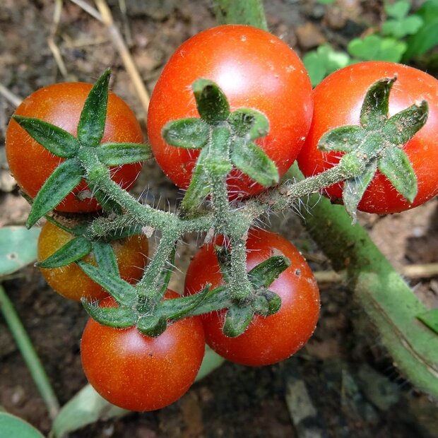 Wilde Tomate (Solanum pimpinellifolium)