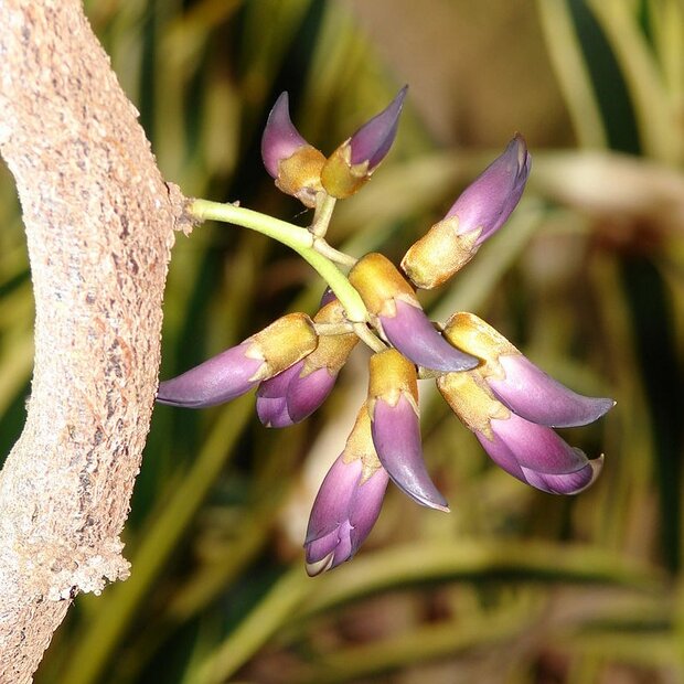 Schwarze Jadeblume (Mucuna nigricans)