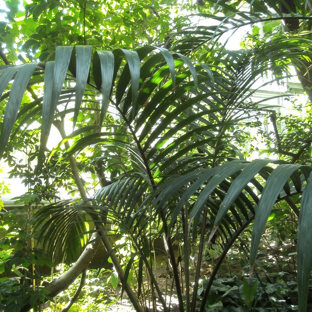 Zwergzuckerpalme (Arenga engleri)
