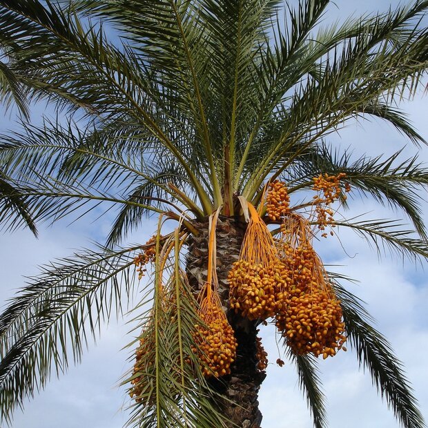 Dattelpalme (Phoenix dactylifera)