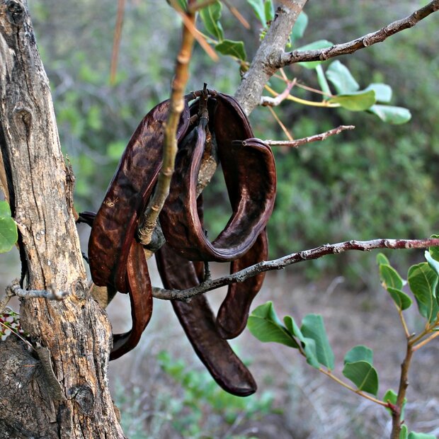 Johannisbrotbaum (Ceratonia siliqua)