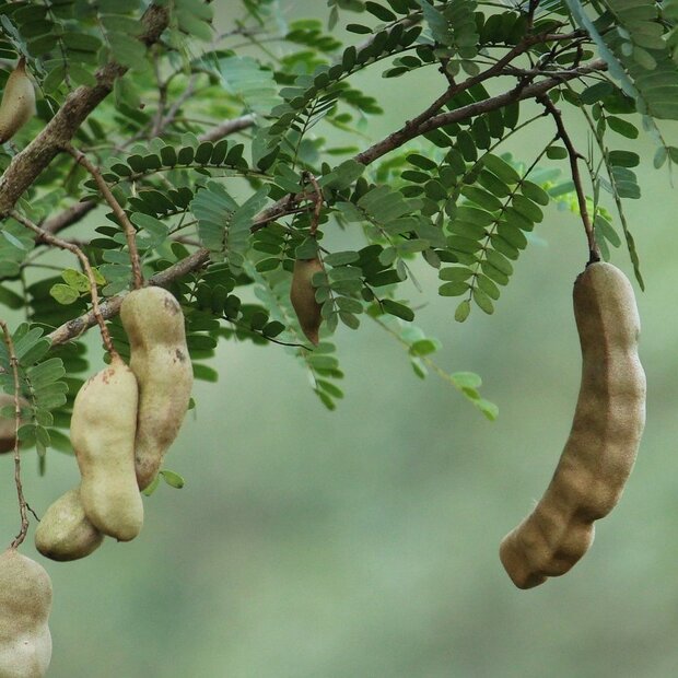 Tamarinde (Tamarindus indica)