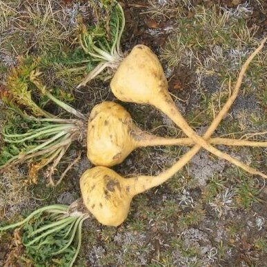 Maca (Lepidium meyenii)