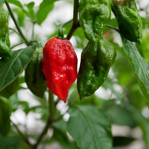 Bhut Jolokia-Chili (Capsicum chinense 'Bhut Jolokia')