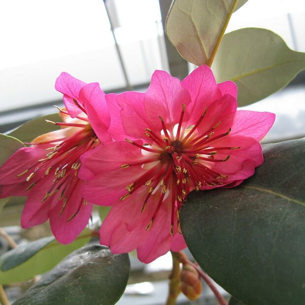 Hongkong-Rose (Rhodoleia championii)