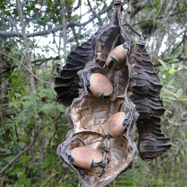Rote Hamburgerbohne (Mucuna urens)