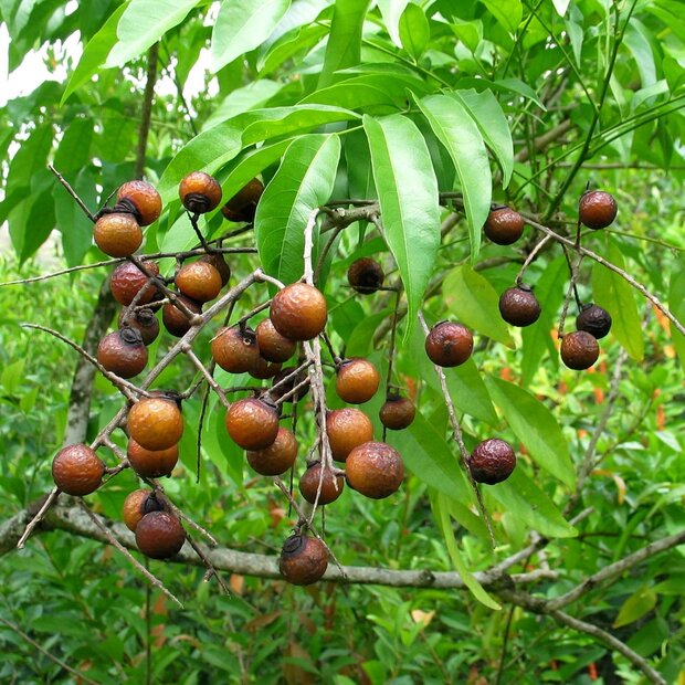 Seifenbeere (Sapindus saponaria)