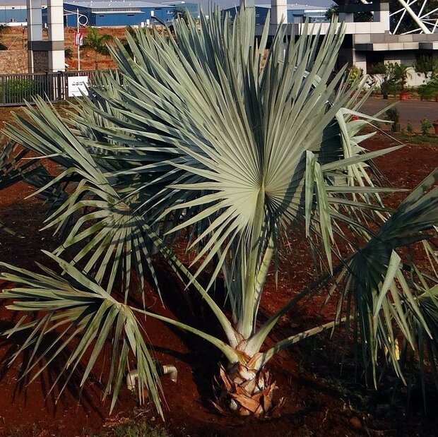 Bismarckpalme (Bismarckia nobilis)
